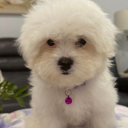Girl 2 - White female Maltese puppy in North Port, Florida from Anastasiya's Maltese Pups