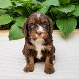 Hershey - Munchkin Bernedoodle - Tri-color male Bernedoodle puppy in Sharpsburg, Georgia from Steindoodles