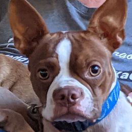 Beta - Boston Terrier