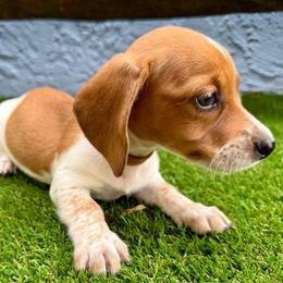 Brown collar piebald boy - Piebald male Dachshund puppy in Orlando, Florida from Weiner Wunderland of Central Florida