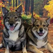 Swedish Vallhunds from KleinHaus Swedish Vallhunds