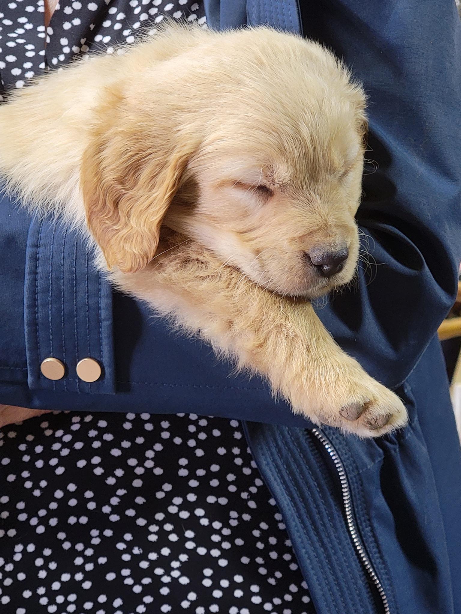 Bonham Farms in Ohio Golden Retriever puppies Good Dog