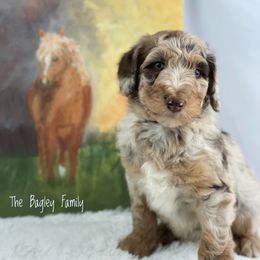 Aussiedoodle and Australian Shepherd Puppies from Dunroamin Farms Australian Shepherds and Aussiedoodles
