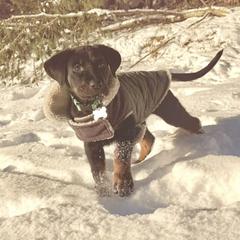 Girl 1 - Black and rust female Beauceron puppy in Patten, Maine from Beaucerons De La Valle Katahdin