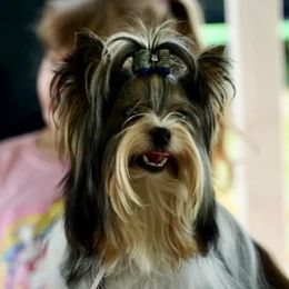 Hotshot - Biewer Terrier