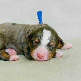 Boy 4 - Merle male Bernedoodle puppy in Spanish Fork, Utah from K Brand Doodles