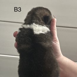 Boy 3 - Red, black overlay male Akita puppy in Indianapolis, Indiana from Gallant Akitas