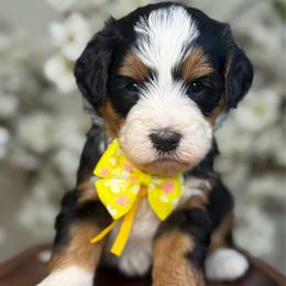 Gia - Tri-color female Bernedoodle puppy in Yuciapa, California from AlltheDoodlez_