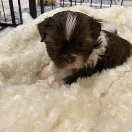 Keanu - Liver and white male Shih Tzu puppy in Riverside, California from AKC Shih Tzu of California