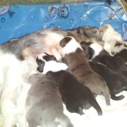 Border Collie Puppies from Rosann's Collies