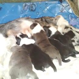 Border Collie Puppies from Rosann's Collies
