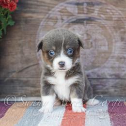 Maple - Blue female Pembroke Welsh Corgi puppy in Bedford, Indiana from Sunny Acres Corgis
