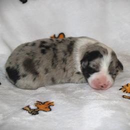 Cleo - Blue merle female Australian Shepherd puppy in Mocksville, North Carolina from Trailblazing Aussies