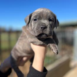 Darla-Hot pink - Brindle female Companion Cross puppy in Calimesa, California from Teakwoodpoodleofsocal