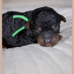 Jack - Black and tan male Cockapoo puppy in Connersville, Indiana from Deaz Doodle Ranch