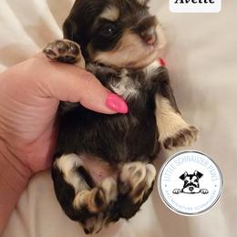Miniature Schnauzer Puppies from Little Schnauzer Paws