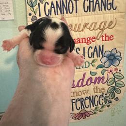 Willow - Tri-color female Cavalier King Charles Spaniel puppy in Broken Arrow, Oklahoma from Cavalier King Charles Heartland