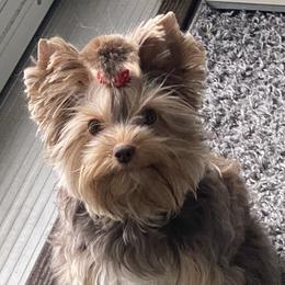Nyla - Yorkshire Terrier