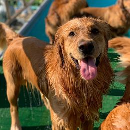 Brittanys and Golden Retrievers from Our Golden Adventures
