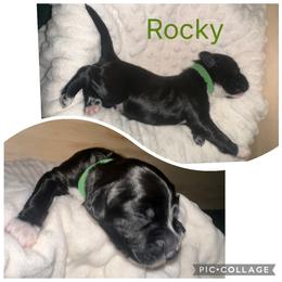 Portuguese Water Dog Puppies from Purely Opal