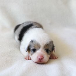 Girl 4 - Blue merle and white American Corgi puppy in Ferndale, California from Roscoe Ranch Corgis