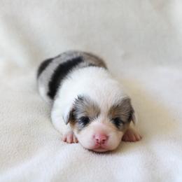 Girl 4 - Blue merle and white American Corgi puppy in Ferndale, California from Roscoe Ranch Corgis