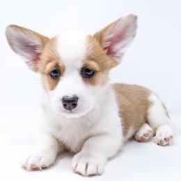 Fiona (Maroon Collar) - Health Tested Parents - Red female Pembroke Welsh Corgi puppy in Los Angeles, California from Limitless Huskies