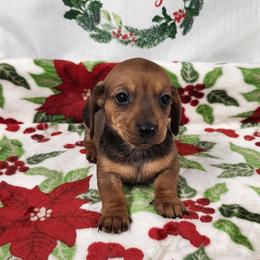 Pumpkin - Red female Dachshund puppy in Anaconda, Montana from Williams Family Dachshunds