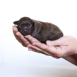 Shihpoo Puppies from The Teddybear Shihpoo