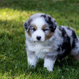 Kevin - Australian Shepherd puppy in Coldwater, Michigan from Northern Star Australian Shepherds