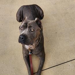 Cane Corso from Veni.Vidi.Vici. Cani Corsi