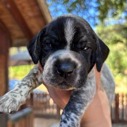 Pepper - yellow collar - Black roan male German Shorthaired Pointer puppy in Mokelumne Hill, California from Underhill GSP