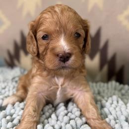 Tinker - Red female Cavapoo puppy in Courtland, Alabama from Ponderosa Frenchies and Cavapoo’s