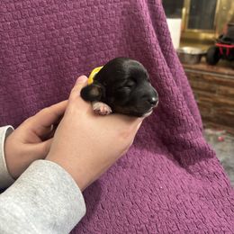 Poppi - Black and tan female Dachshund puppy in Clovis, New Mexico from ODell's Dachshunds