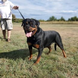 Fedra - Rottweiler