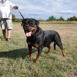 Fedra - Rottweiler