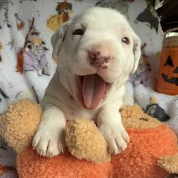 Wallie - White and black male Dalmatian puppy in Hastings, Florida from Love My Spotty Dalmatians