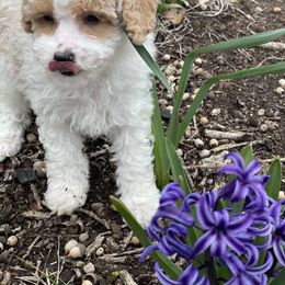 Poodle Puppies from Bright Morning Star Pups