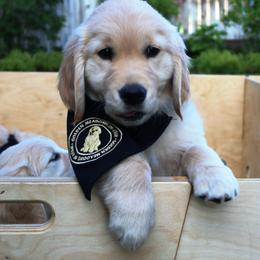 Golden Retriever Puppies from Golden Meadows of Utah