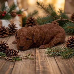 Girl 6 - Red  female Poodle puppy in Mc Henry, Illinois from Sunset Maple Poodles