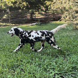 Fringe - Dalmatian