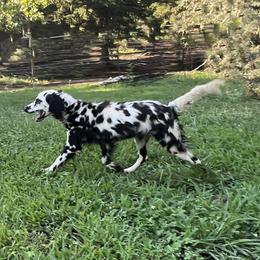 Fringe - Dalmatian