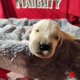 Red - Golden female Golden Retriever puppy in Lucasville, Ohio from Halo Kennels