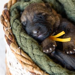German Shepherd Puppies from Platz German Shepherds