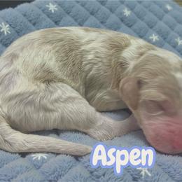 Aspen - Parti male Goldendoodle puppy in Ellenburg Center, New York from Kristin's Puppies