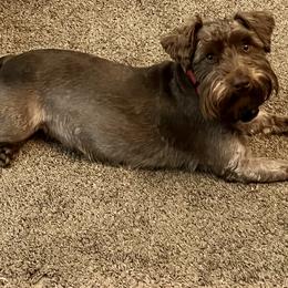 Piper - Miniature Schnauzer