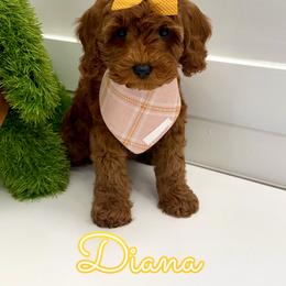 Diana - Red female Cavapoo puppy in Buford, Georgia from Petite Posh Puppies