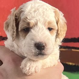 Goldendoodle Puppies from Kid's Best Doodle