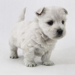 West Highland White Terrier Puppies from The West Acres