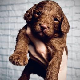 Boy 6 - Red  male Poodle puppy in Plainwell, Michigan from Northern Heart Standards
